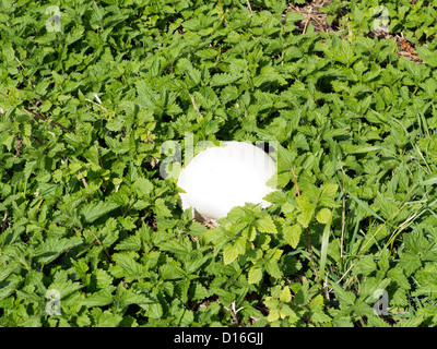 Puffball Rasen Pilz Stockfoto, Bild: 50854658 - Alamy