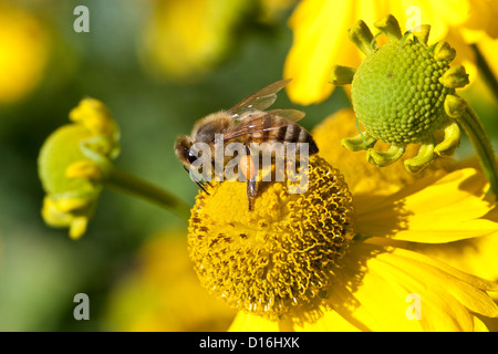 Honigbiene sammelt Nektar aus einer gelben Blume Stockfoto