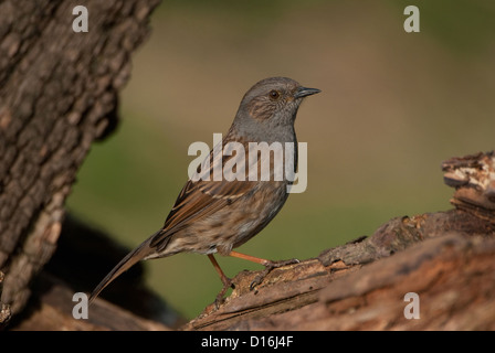 Heckenbraunelle auf Log im Frühjahr Stockfoto