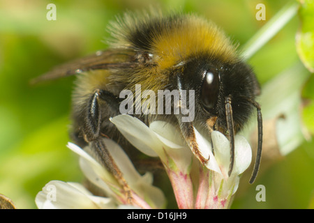 Porträt von einer Hummel (Bombus Pratorum) Stockfoto