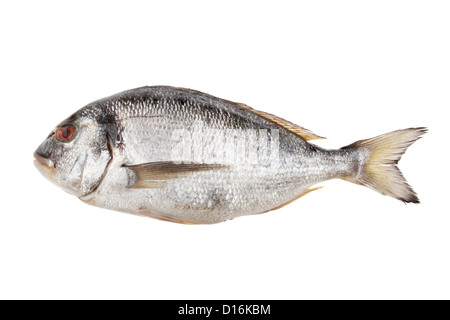 Dorade Fisch isoliert gegen weiß Stockfoto