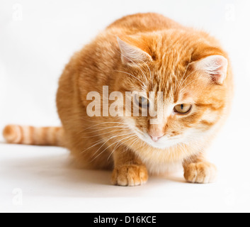Tabby Kitten auf weißem Hintergrund. Katze schaut Isolated On White Stockfoto