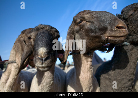 Schafe, die warten, um auf dem Tier Markt in Kashgar entlang der Silkroad, Xinjiang Uygur Autonome Region, China verkauft werden Stockfoto