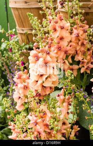 Ein Korb mit Snapdragon Blumen in voller Blüte Stockfoto
