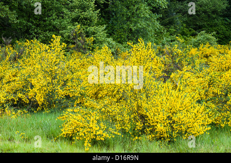 Cytisus Scorparius oder Scotch Broom eine invasiven Arten Stockfoto