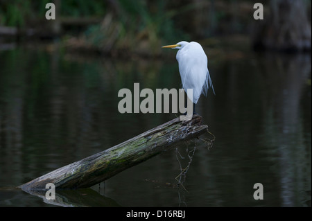 Silberreiher am Ufer des Kanals Mount Dora in Zentral-Florida, USA Stockfoto