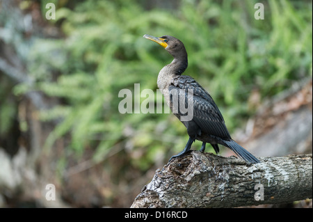 Ein Kormoran thront auf einem Baum am Rand des Wassers in Lake County Leesburg, Florida USA Stockfoto