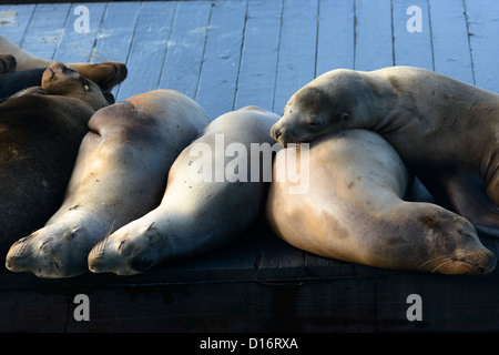 Seelöwen am Pier 39 in Fishermans Wharf in San Francisco, Kalifornien, USA schlafen Stockfoto