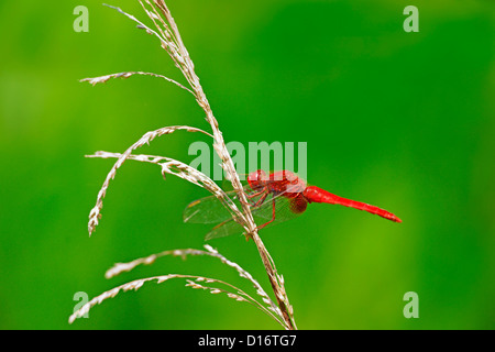 Nahaufnahme von Scarlet Libelle Stockfoto