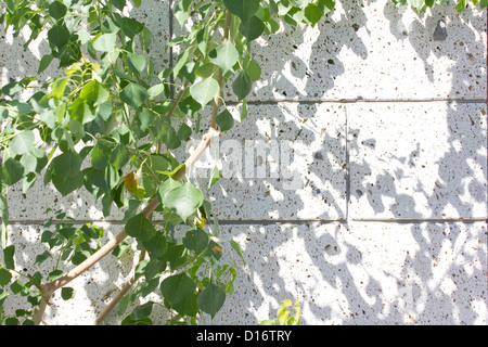 Pflanze Schattenwurf auf Hauswand Stockfoto
