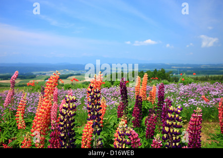 Lupinen Blumen und Wiesen im Hintergrund in Furano, Hokkaido Stockfoto