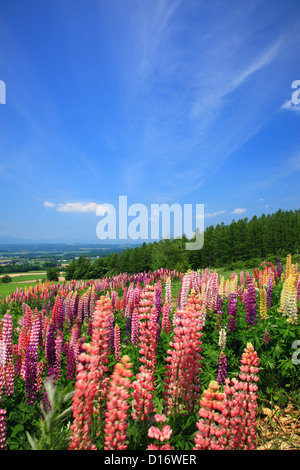 Lupinen Blumen, Wiese und blauer Himmel mit Wolken in Furano, Hokkaido Stockfoto