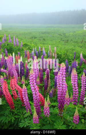 Lupinen Blumen und Wiesen im Hintergrund, Notsuke Halbinsel, Hokkaido Stockfoto