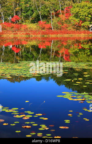 Waterweeds und Herbst Blätter in Nagano Präfektur Shiga highlands Stockfoto