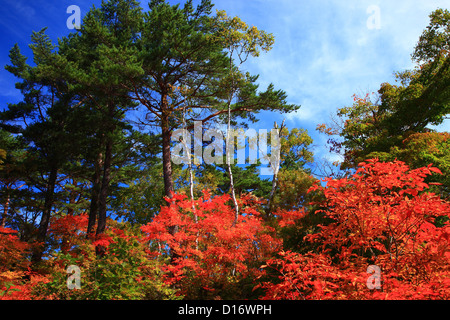 Herbstlaub und Bäume in Nagano Präfektur Shiga highlands Stockfoto