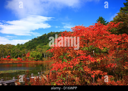 Herbstlaub und Bäume in Nagano Präfektur Shiga highlands Stockfoto