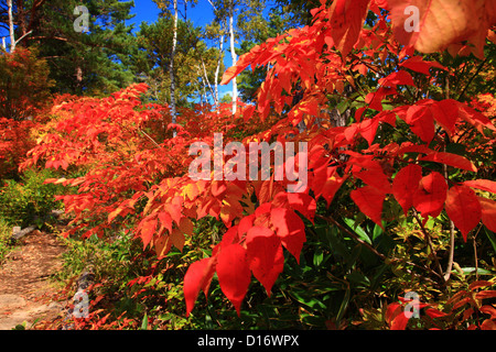 Herbstlaub und Bäume in Nagano Präfektur Shiga highlands Stockfoto