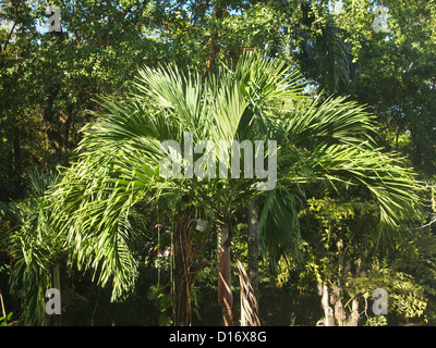 Eine Nahaufnahme von einem schönen Palm Stockfoto