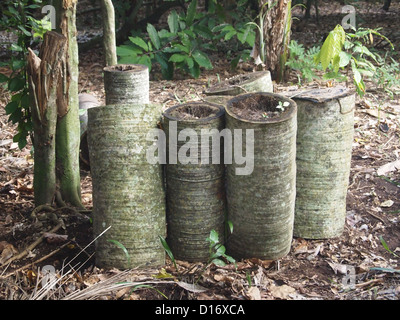 Ein palm Stamm ist abgeschnitten Stockfoto