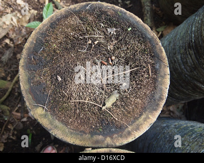 Ein Querschnitt von einem Palm trunk Stockfoto