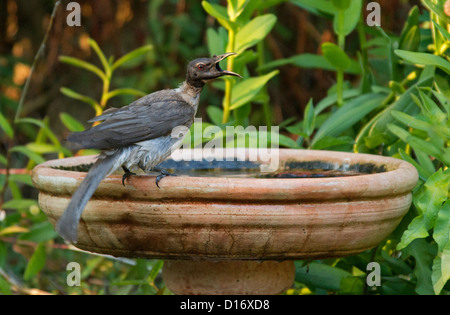 Australische Vogel - laut Friarbird - Philemon Corniculatus - im Garten Vogelbad an einem Sommertag Stockfoto