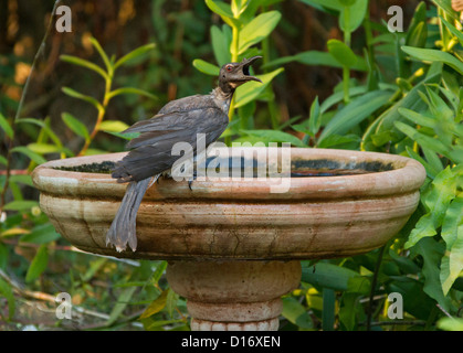 Australische Vogel - laut Friarbird - Philemon Corniculatus - im Garten Vogelbad an einem Sommertag Stockfoto