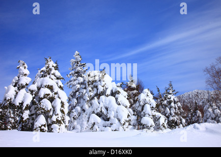 Bäume im Schnee und blauer Himmel in Shiga Hochland, Präfektur Nagano Stockfoto