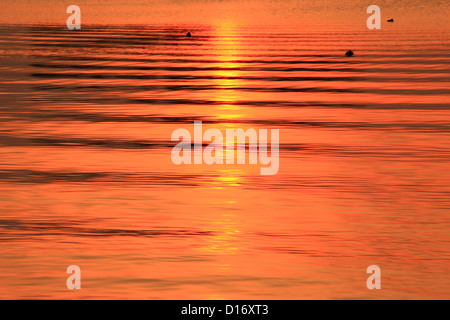 Shinji See bei Sonnenuntergang, Präfektur Shimane Stockfoto