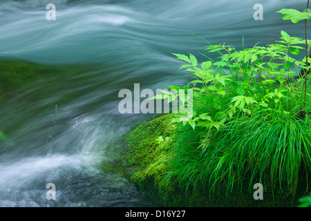 Oirase Gebirgsbach und grüne Blätter, Präfektur Aomori Stockfoto