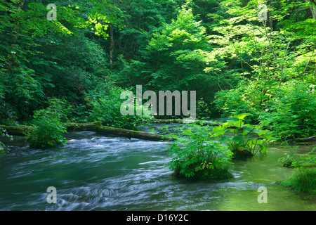 Oirase Gebirgsbach und grüne Blätter, Präfektur Aomori Stockfoto