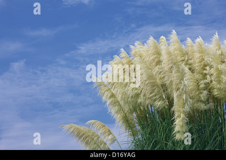 Japanisch Silber Gras- und blauer Himmel mit Wolken Stockfoto