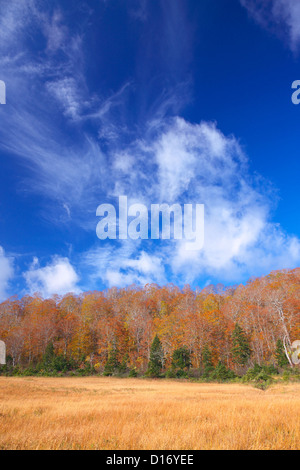 Bäume, Herbstblätter und blauer Himmel mit Wolken in Hachimantai, Präfektur Akita Stockfoto