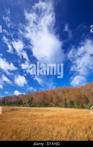 Bäume, Herbstblätter und blauer Himmel mit Wolken in Hachimantai, Präfektur Akita Stockfoto