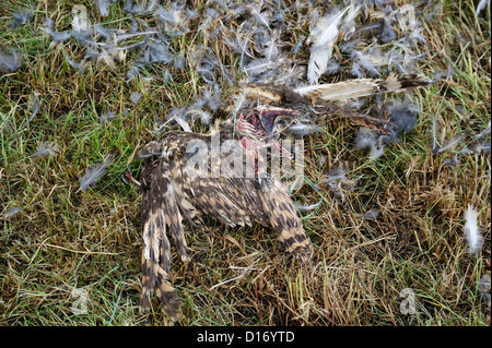 Kadaver Einer Sumpfohreule (Asio Flammeus) • Bayern, Bayern, Deutschland, Deutschland Stockfoto