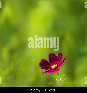 Gänseblümchen am Morgen mit schönen Hintergrund für Adv oder anderen Zweck Verwendung Stockfoto