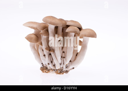 Shimeji Pilze vor weißem Hintergrund Stockfoto