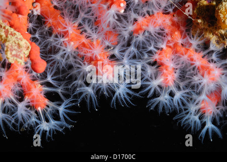 Rote Korallen Corallium Rubrum, Celentarata, Hautverletzungen, S. Marinella, Rom, Italien, Mittelmeer Stockfoto