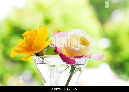 Henry Fonda Rosen in einem Glas Stockfoto