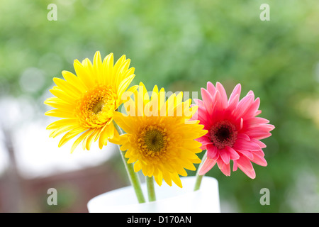 Nahaufnahme von gelben und rosa Gerbera Blüten Stockfoto