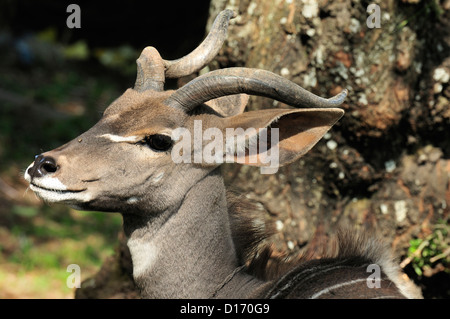 Die lesser Kudu (Ammelaphus Imberbis, ehemals Tragelaphus Imberbi), Äthiopien, Afrika Stockfoto