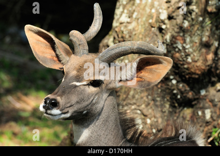 Die lesser Kudu (Ammelaphus Imberbis, ehemals Tragelaphus Imberbi), Äthiopien, Afrika Stockfoto