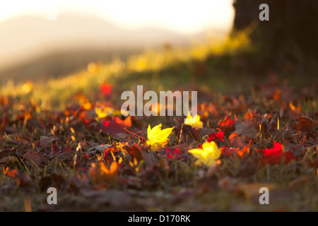 Gefallenen Ahornblätter auf Grünland Stockfoto