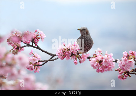 Wildvogel auf Kirschbaum Zweig und Cherry blossoms Stockfoto