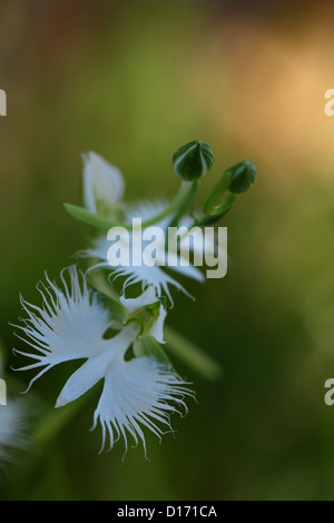 Nahaufnahme von Fransen Orchidee blüht Stockfoto