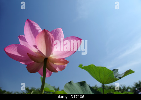 Nahaufnahme der Lotusblume und blauer Himmel Stockfoto