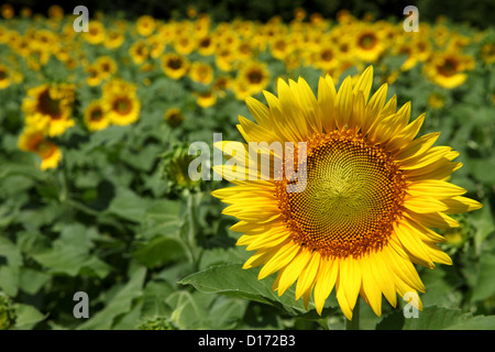 Nahaufnahme von Sonnenblume Stockfoto