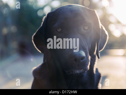 Porträt von einem Labrador. Stockfoto