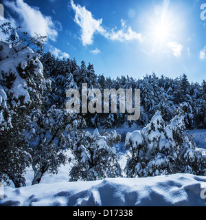 Foto von schönen verschneiten Wald in den Bergen, helle Sonne am blauen Himmel, Wald bedeckt weißen Schnee Stockfoto