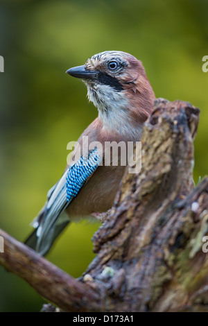 Nahaufnahme von ein Europäische Eichelhäher (Garrulus Glandarius) thront auf einem Baumstumpf, soft-Fokus-grünen Hintergrund Stockfoto