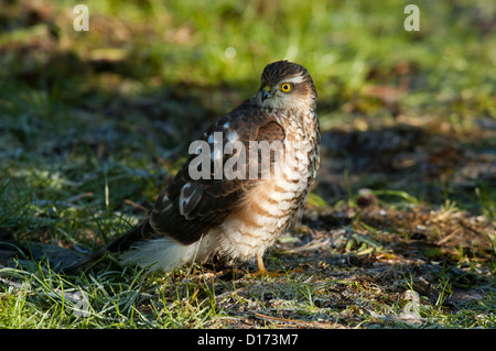 Sperber, nördlichen Sperber (Accipiter Nisus) Maennchen männlichen • Baden-Württemberg; Deutschland Stockfoto